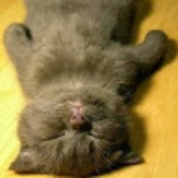 Meet your Posher, Yizheng - Picture 1 of 1